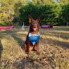 bandana sport canin chien chiot agility canicross caniVTT frisbee