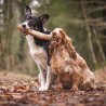 trachee de boeuf a macher friandise mastication naturelle pour chien canigourmand
