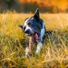 trachee de boeuf a macher friandise mastication naturelle pour chien canigourmand