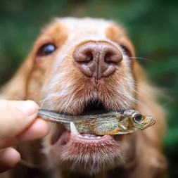 friandise 100% naturelle recompense chien poisson eperlan sprat séché canigourmand