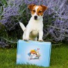box été abonnement canigourmand friandises naturelles mastication chien