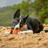 balle caoutchouc pour chien, jouet caoutchouc chien canigourmand