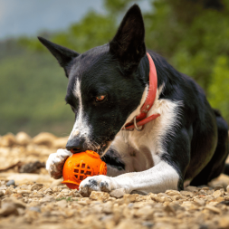 balle caoutchouc pour chien, jouet caoutchouc chien canigourmand