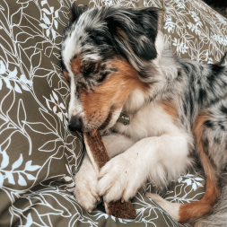 Bois de cerf à macher canigourmand pour chien mastication friandise naturelle résistant