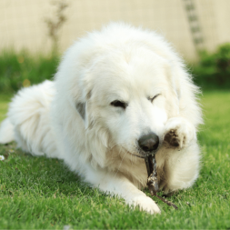 peau de boeuf a macher friandise mastication naturelle pour chien canigourmand