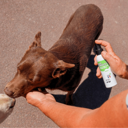 spray antiparasitaire, stop parasites, répulsif indésirables, pour chien bien-être animal canigourmand