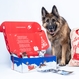 Calendrier de l’Avent pour chien Canigourmand, rempli de friandises naturelles pour un Noël spécial.